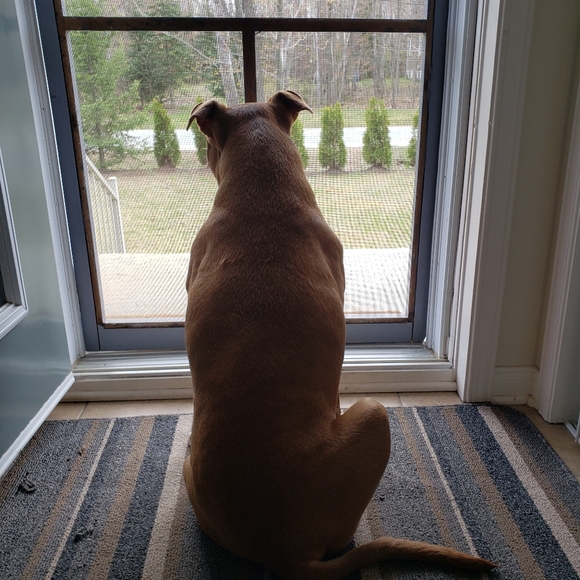 Meet your Posher, Posh - Picture 3 of 5